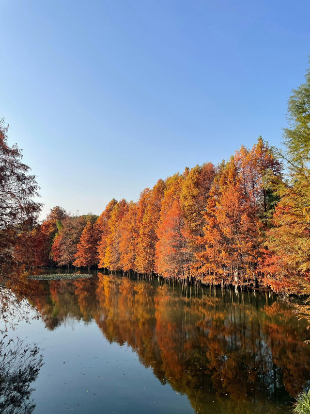 南京5年打工人的超濃縮攻略本地人帶你玩轉六朝古都