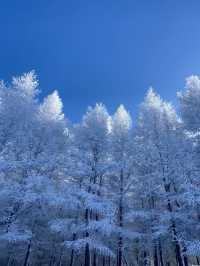 北京滑雪直通車開通!週末2小時直達雪場