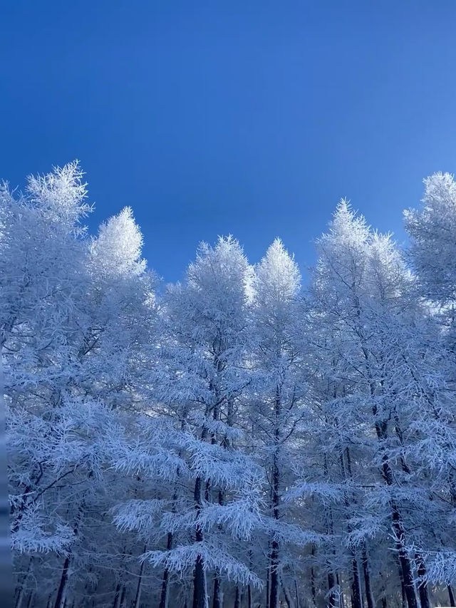 北京滑雪直通車開通!週末2小時直達雪場 北京滑雪直通車開通!週末2小時直達雪場