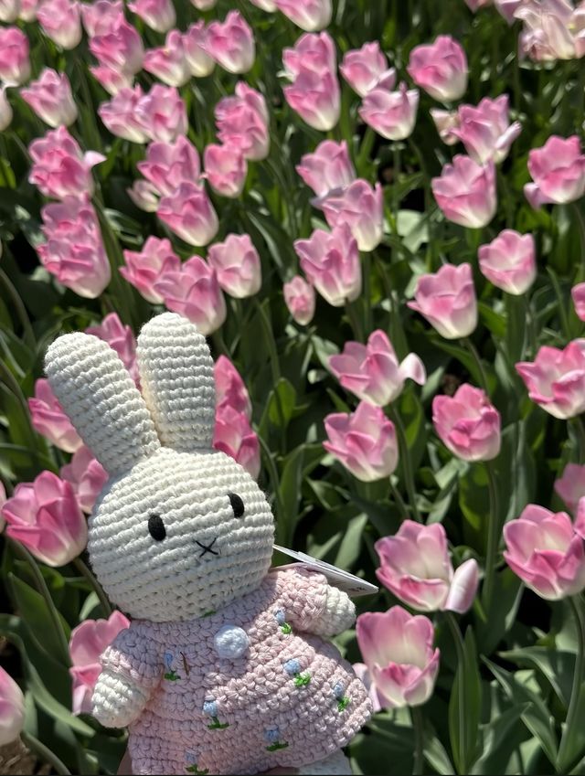 鹽城新秘境｜荷蘭花海：穿越歐式童話的浪漫風暴