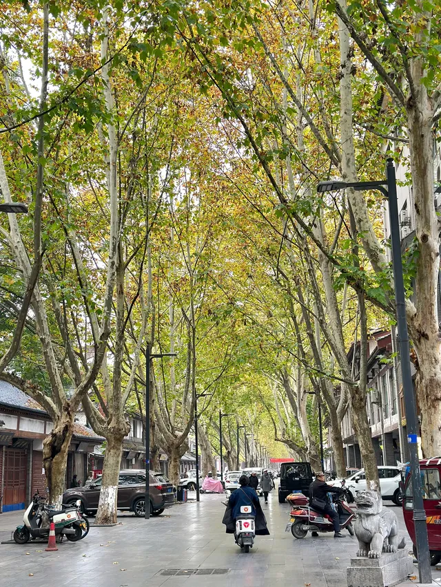 漢台街的，秋意梧桐眼