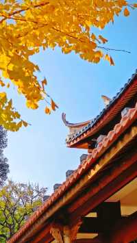 泉州承天寺銀杏限定12月開掛式絕美打卡指南！