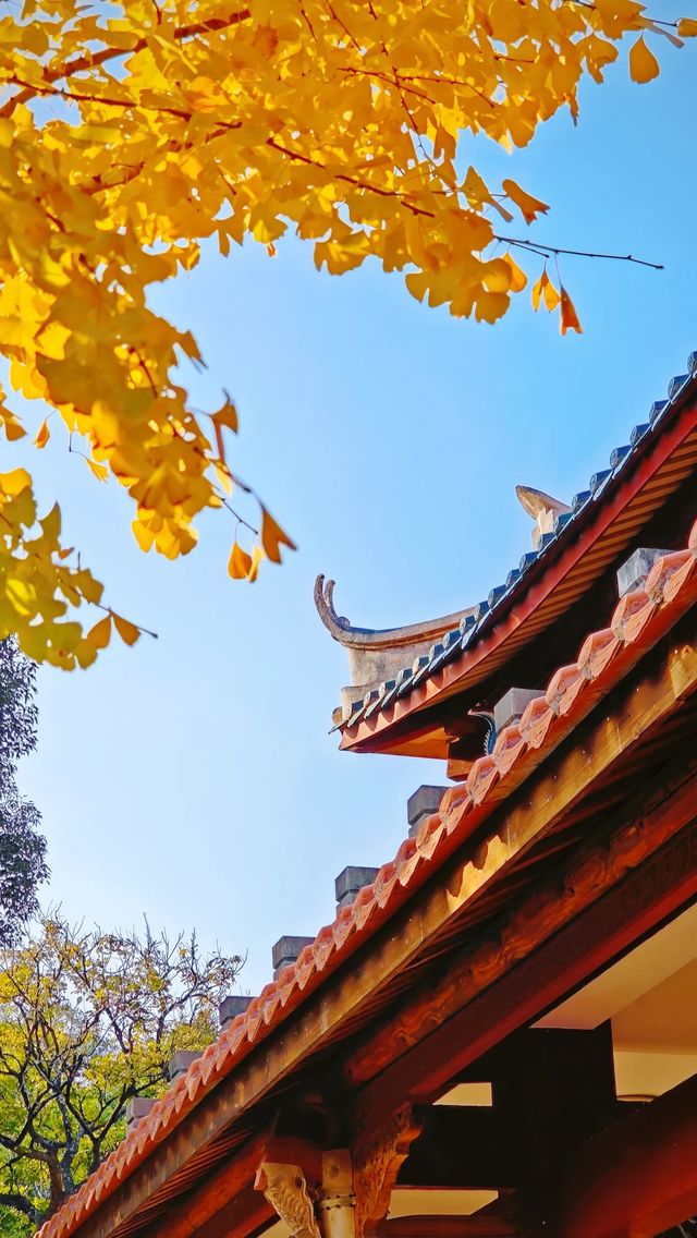 泉州承天寺銀杏限定12月開掛式絕美打卡指南！