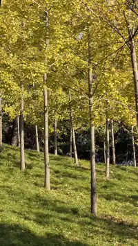 這裡不是瑞士！這裡是千島湖植物園