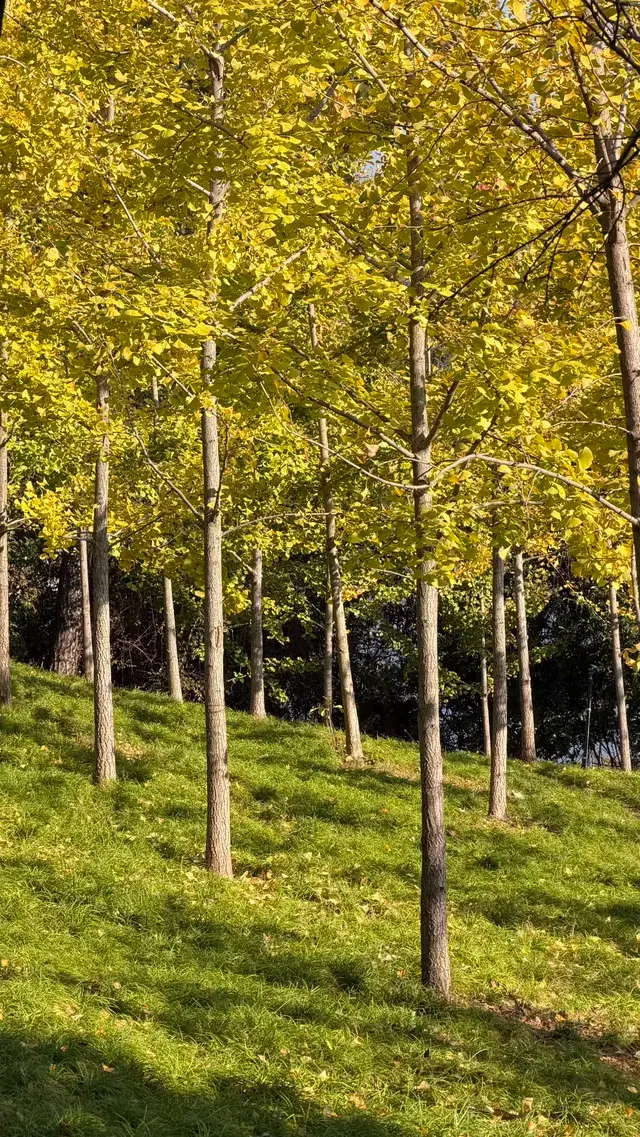 這裡不是瑞士！這裡是千島湖植物園