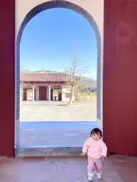 南昌周邊|九江雲居山的千年銀杏 滿樹金黃