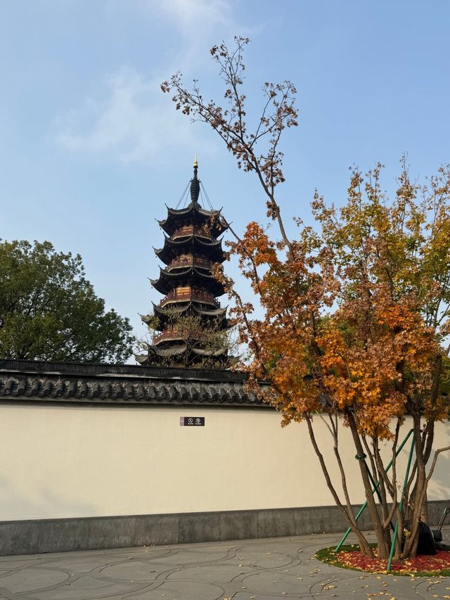 龍華寺的銀杏葉黃啦