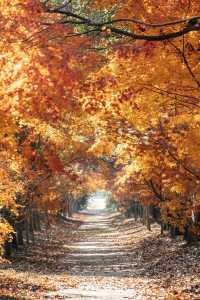 上海秋日私藏3 個小眾賞秋地人少出片不踩雷