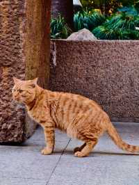 古剎追秋|北宋古寺、銀杏還有貓貓誰說秋意只在枝頭?