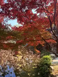 在成都隱藏的江南園林!感受一場盛大的秋天