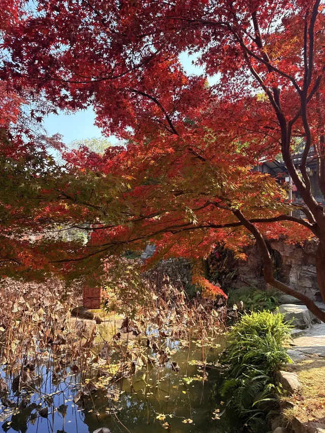 在成都隱藏的江南園林!感受一場盛大的秋天 在成都隱藏的江南園林!感受一場盛大的秋天