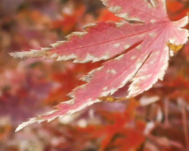 魔都秋色打卡 魔都秋色打卡