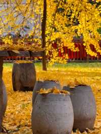 古觀音禪寺千年銀杏探秘 | 終南山下秋日禪心之旅