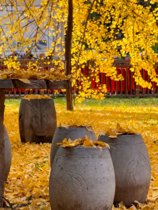 古觀音禪寺千年銀杏探秘 | 終南山下秋日禪心之旅 古觀音禪寺千年銀杏探秘 | 終南山下秋日禪心之旅