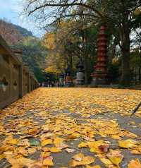 楓葉紅了必打卡地標