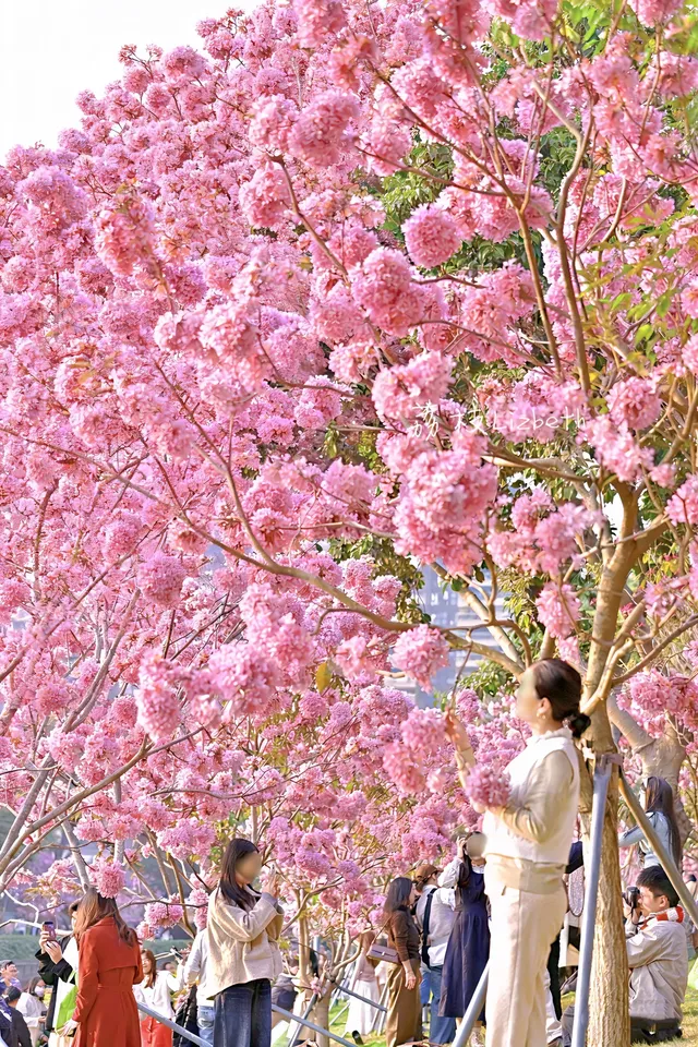 18圖帶你看深圳秋冬限定美景 18圖帶你看深圳秋冬限定美景