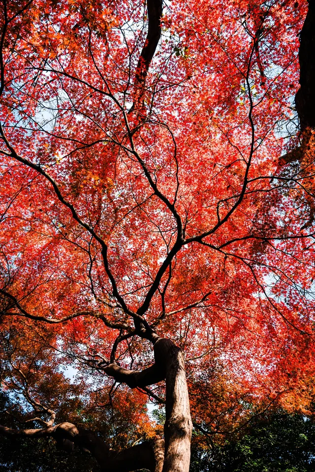 亭林公園楓葉紅透啦