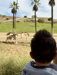 感恩節三天非特種兵帶娃San Diego遊推薦