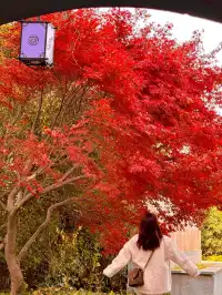 上海自駕1h賞秋紅透的楓葉真的美到封神