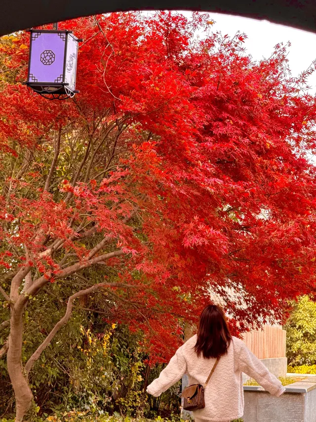 上海自駕1h賞秋紅透的楓葉真的美到封神 上海自駕1h賞秋紅透的楓葉真的美到封神