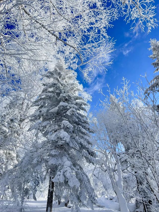 雪谷生存指南:零下30℃的童話世界,南方人也能活下來! 雪谷生存指南:零下30℃的童話世界,南方人也能活下來!