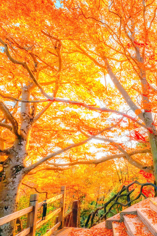 央視力推的秋日頂流成都周邊「中國紅葉第一山」 央視力推的秋日頂流成都周邊「中國紅葉第一山」