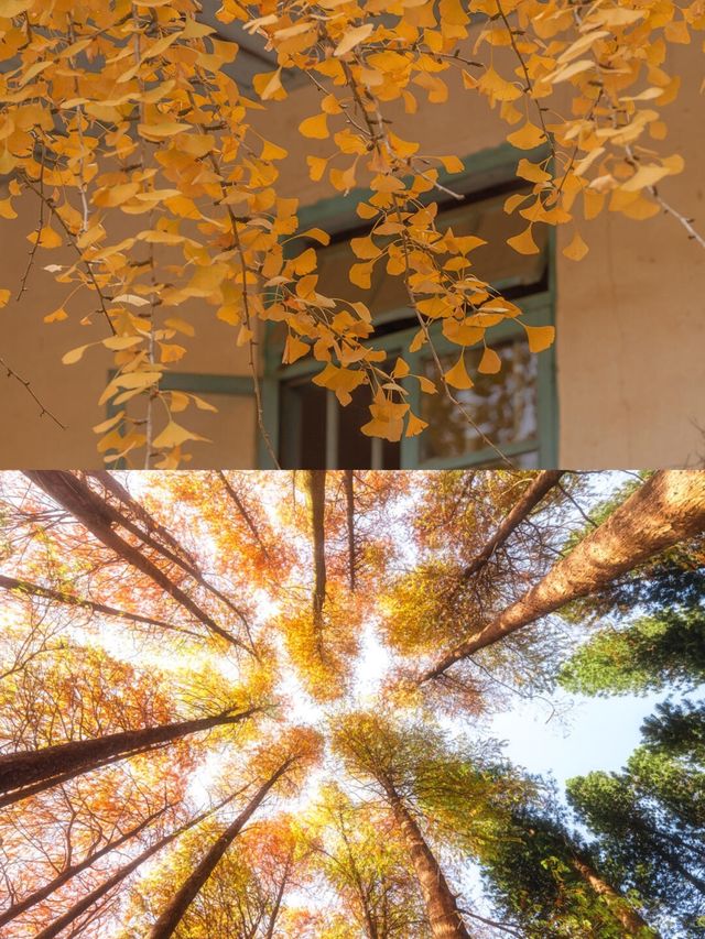 冬日的浪漫是落羽杉給的,太出片了! 冬日的浪漫是落羽杉給的,太出片了!