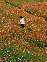 深圳全新花海五彩格桑花🩷免費拍照