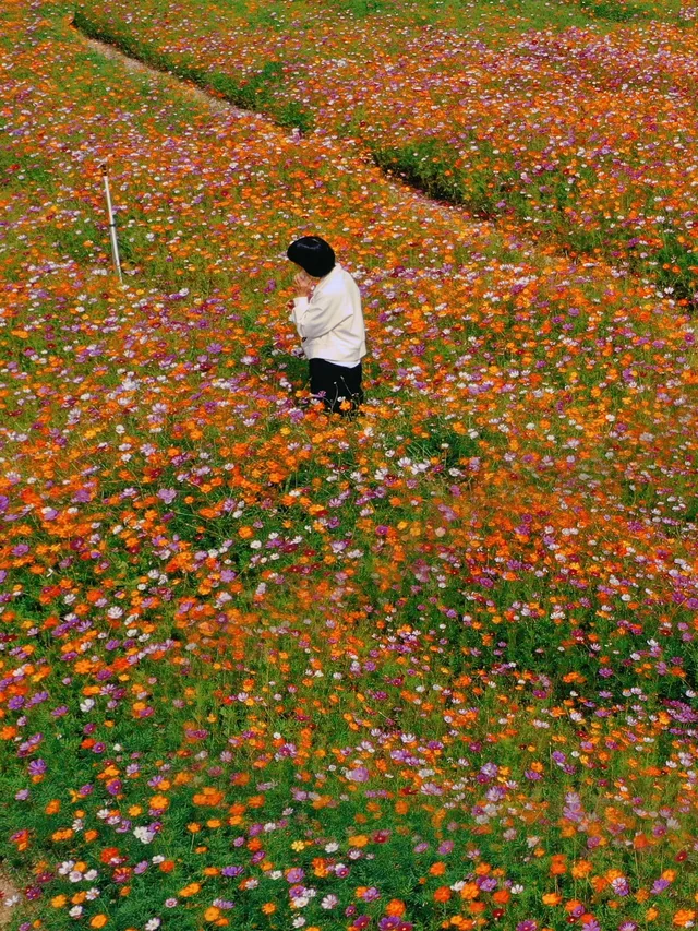 深圳全新花海五彩格桑花🩷免費拍照