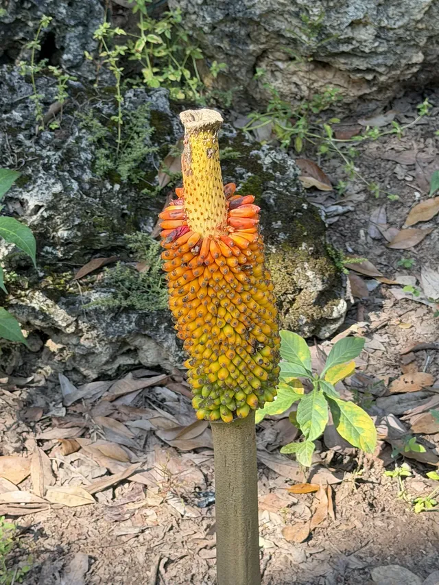 西雙版納的中科院植物園yyds！