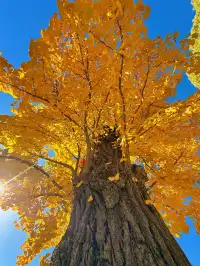 蘇州|西園寺已進入秋季最佳觀賞期