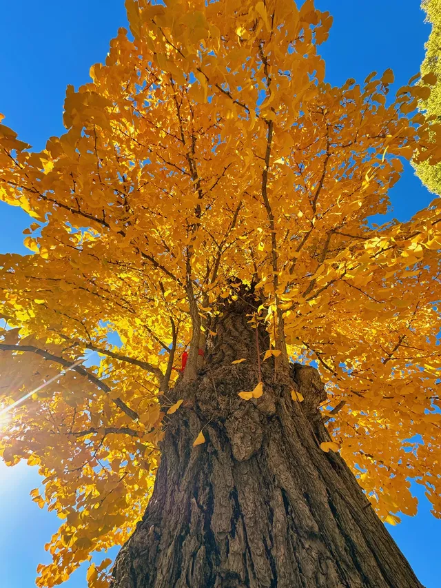 蘇州|西園寺已進入秋季最佳觀賞期 蘇州|西園寺已進入秋季最佳觀賞期