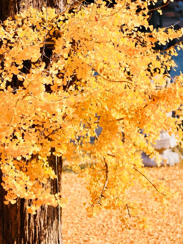 都給我衝，上海賞秋怎能少了這顆千年古銀杏