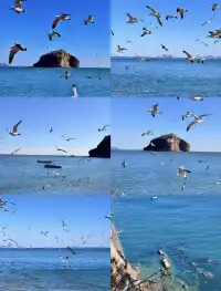 大連|1-2月冬天來大連真的很香