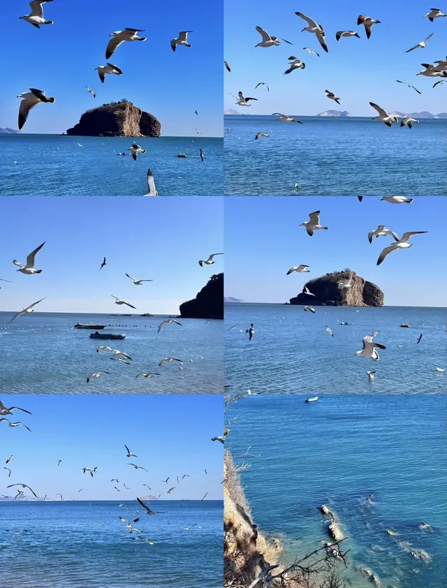 大連|1-2月冬天來大連真的很香