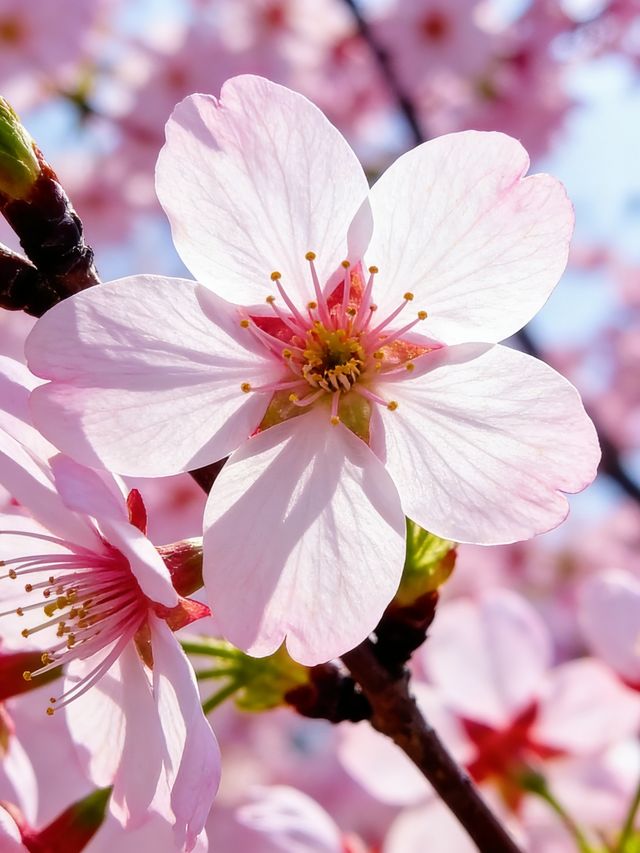 貴州平壩萬畝櫻花園絕美打卡地 貴州平壩萬畝櫻花園絕美打卡地