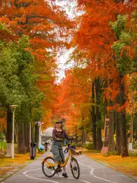 12.3的東湖殺瘋了!分享一條油畫感騎行路線