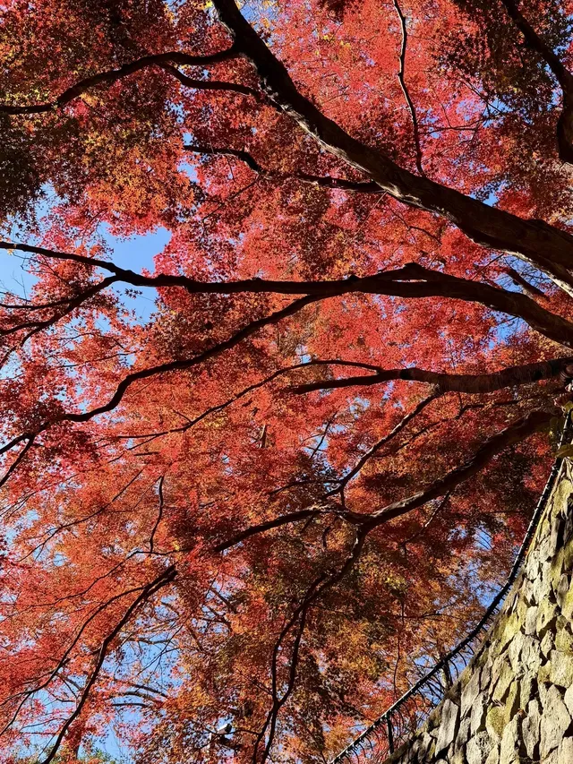 莫干山紅色氛圍已拉滿，趕緊衝！！