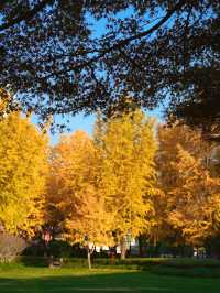 上海小眾秘境金黃銀杏與紅葉交織的治癒公園