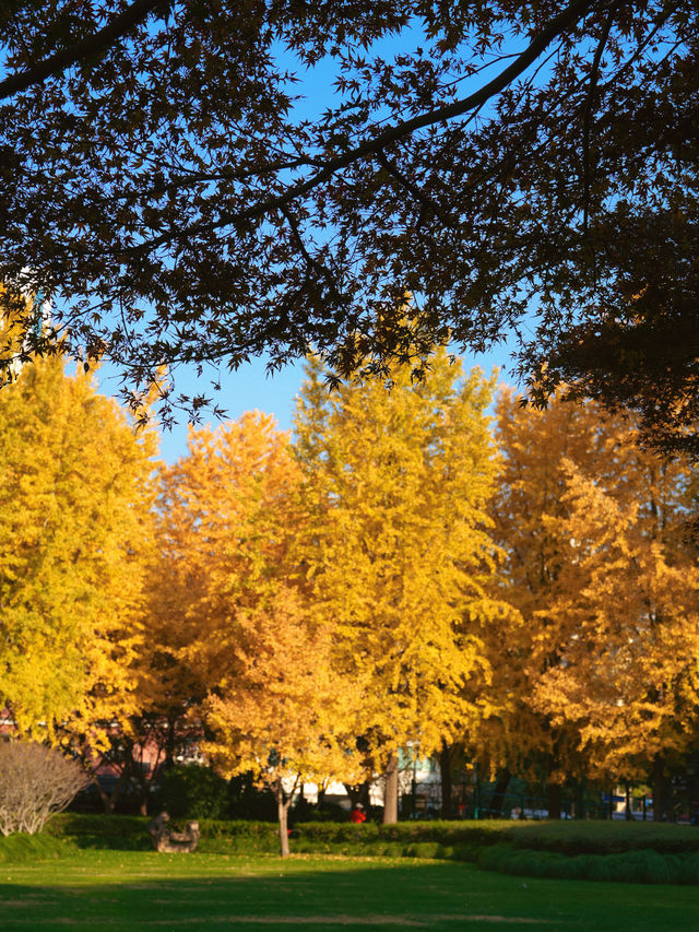 上海小眾秘境金黃銀杏與紅葉交織的治癒公園