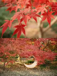 上海這裡的楓葉已經next level！附打卡路線