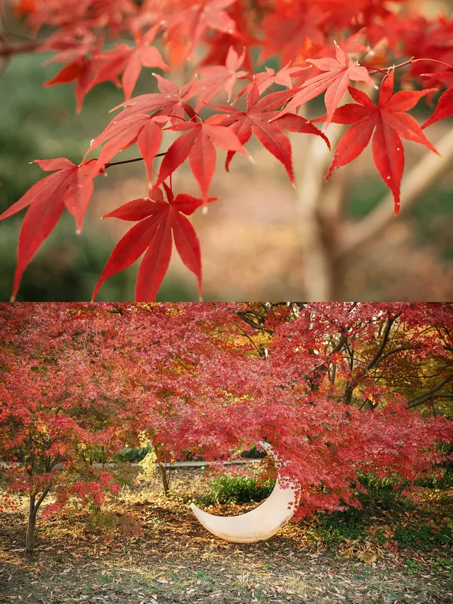 上海這裡的楓葉已經next level！附打卡路線