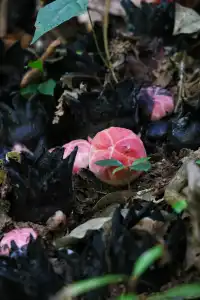 唯有山野和自由不能辜負|基諾山徒步日記