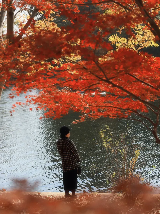 12.6共青森林公園橙黃橘綠時(附路線) 12.6共青森林公園橙黃橘綠時(附路線)