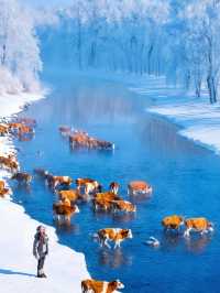 沒踩雷🫡第一次去阿爾山 直接照抄這份攻略