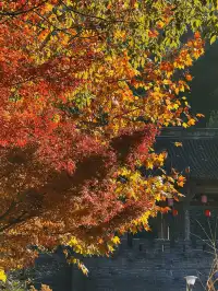 千島湖的秋意已加載完畢