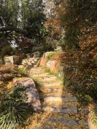 不誇張!本週上海最美的賞秋路線