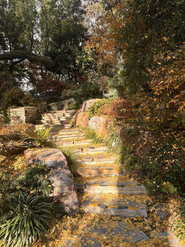 不誇張!本週上海最美的賞秋路線 不誇張!本週上海最美的賞秋路線