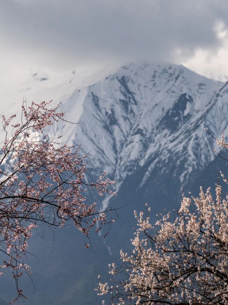 Stay in Nyingchi Zangnan Peach Valley, and in March, opening the
