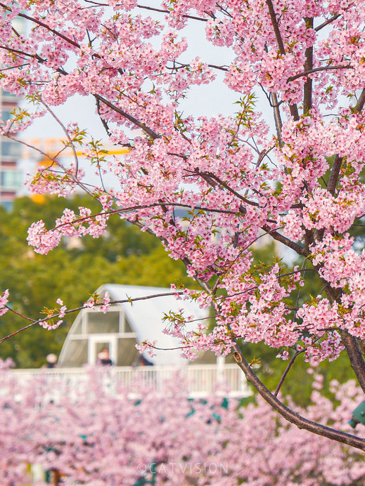 3.9実写 上海の穴場桜公園が神レベル！ | Trip.com 上海